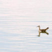 Wilson's Phalarope